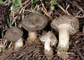 Tricholoma_moseri(fs-01).jpg