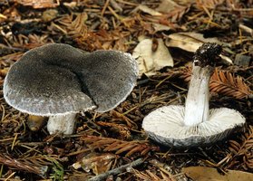 Tricholoma_myomyces(mgw-03).jpg