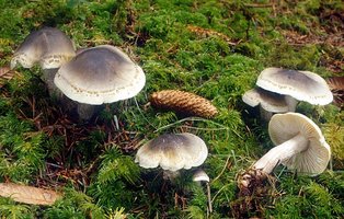 Tricholoma_saponaceum(mgw-01).jpg