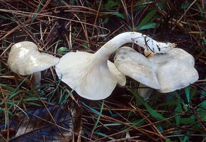 Clitopilus_prunulus(mgw-01).jpg