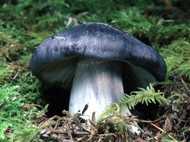 Entoloma_bloxami(tfl-s193-20).jpg