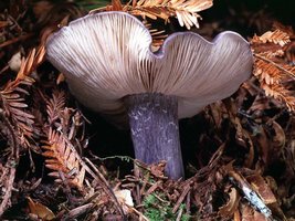 Entoloma_bloxami(tfl-s196-33).jpg