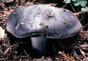 Entoloma_bloxami(tfl-x104-20).jpg