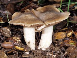 Entoloma_nidorosum(mgw-01).jpg