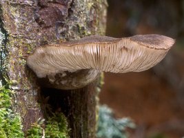 Pluteus_atromarginatus(mgw-02).jpg