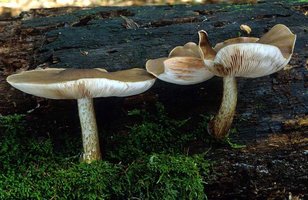 Pluteus_cervinus(mgw-01).jpg