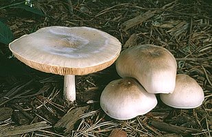 Pluteus_petasatus(fs-01).jpg