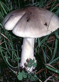 Volvariella_speciosa(bk-01).jpg