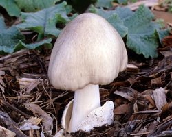 Volvariella_speciosa(fs-01).jpg