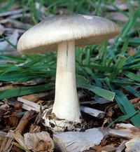 Volvariella_speciosa(mgw-01).jpg