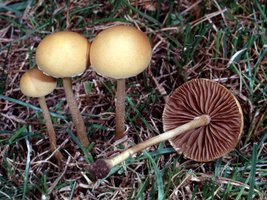 Agrocybe_pediades(fs-02).jpg