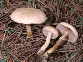 Agrocybe_praecox(fs-02).jpg