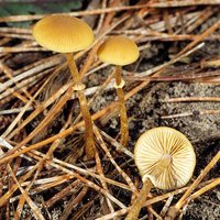 Conocybe_filaris(fs-01).jpg