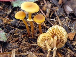 Conocybe_filaris(fs-02).jpg