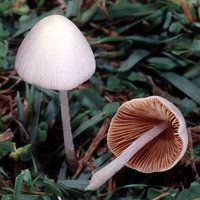 Conocybe_lactea(fs-04).jpg