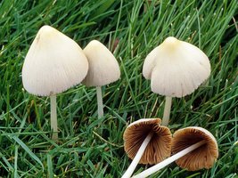 Conocybe_lactea(fs-06).jpg