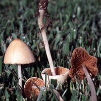 Conocybe_tenera(bk-01).jpg