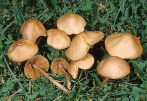 Conocybe_tenera(mgw-01).jpg