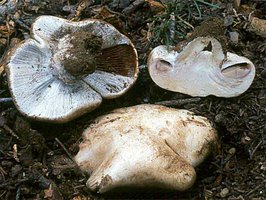 Cortinarius_magnivelatus(bk-01).jpg