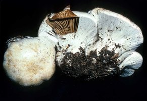 Cortinarius_magnivelatus(hs-01).jpg