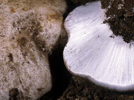 Cortinarius_magnivelatus(mgw-01).jpg