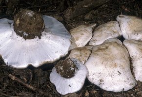 Cortinarius_magnivelatus(mgw-02).jpg