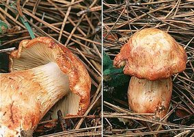 Cortinarius_rubicundulus(fs-01).jpg