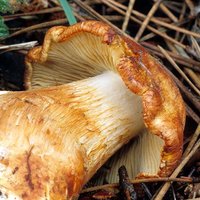 Cortinarius_rubicundulus(fs-02).jpg