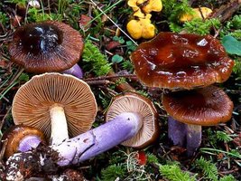 Cortinarius_vanduzerensis(bk-01).jpg