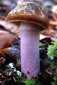 Cortinarius_vanduzerensis(mg-01).jpg