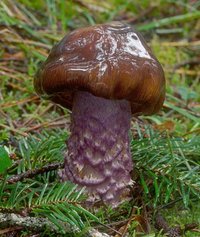 Cortinarius_vanduzerensis(mgw-01).jpg