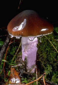 Cortinarius_vanduzerensis(tfl-01).jpg