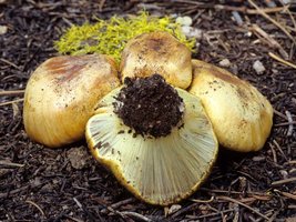 Cortinarius_verrucisporus(mgw-02).jpg