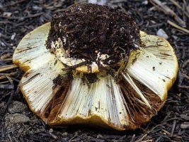 Cortinarius_verrucisporus(mgw-04).jpg