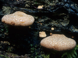 Crepidotus_crocophyllus(mgw-01).jpg