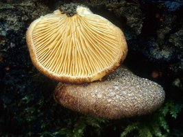 Crepidotus_crocophyllus(mgw-02).jpg