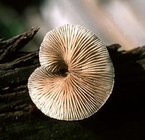 Crepidotus_mollis(bab-2).jpg