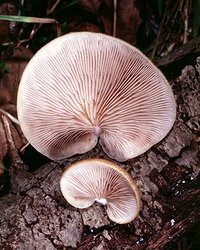 Crepidotus_mollis(mgw-03).jpg