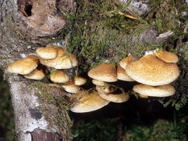 Crepidotus_mollis(mgw-05).jpg