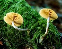 Galerina_autumnalis(mgw-04).jpg