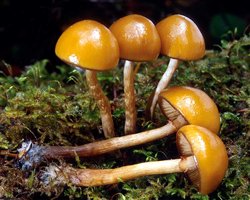 Galerina_autumnalis(mgw-05).jpg