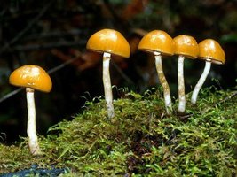 Galerina_autumnalis(mgw-06).jpg