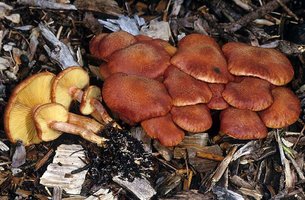 Gymnopilus_luteofolius(mgw-01).jpg