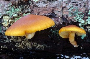 Gymnopilus_sapineus(mgw-03).jpg