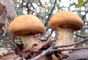 Gymnopilus_spectabilis(dd-1630).jpg