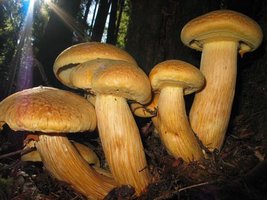 Gymnopilus_spectabilis(hs_01).jpg