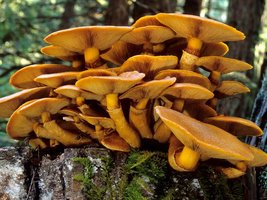 Gymnopilus_spectabilis(mgw-02).jpg