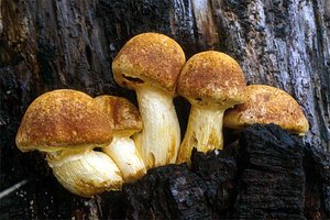 Gymnopilus_spectabilis(mgw-03).jpg