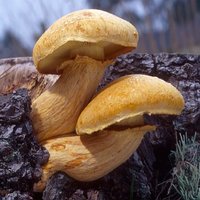 Gymnopilus_spectabilis(mgw-04).jpg