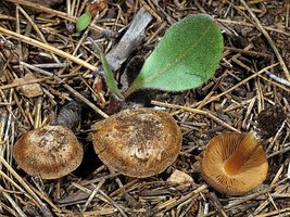 Inocybe_chelanensis(mgw-01).jpg